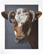 Alexandra-klimas-koe-Elisabeth- Dieren in de kunst